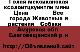 Голая мексиканская ксолоитцкуинтли мини › Цена ­ 20 000 - Все города Животные и растения » Собаки   . Амурская обл.,Благовещенский р-н